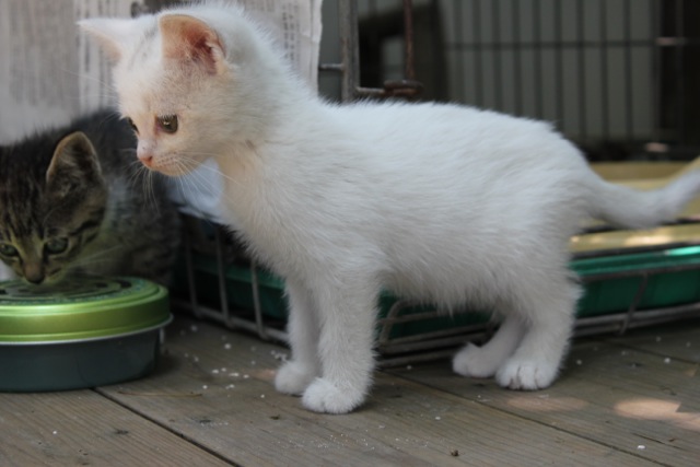 子猫の里親捜し続報