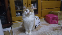 里子ネコ写真集①