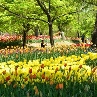 国営アルプスあずみの公園の花
