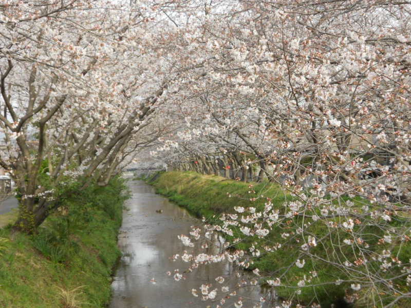 春爛漫～　さくら　サクラ　桜