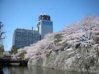 桜の開花写真集