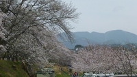四月便り