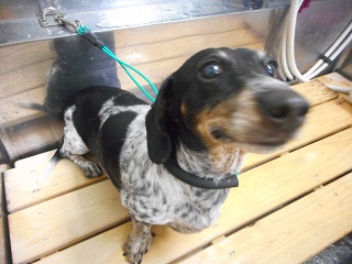 休み明け～！！今週は看板犬お手入れ週間になりそう！？
