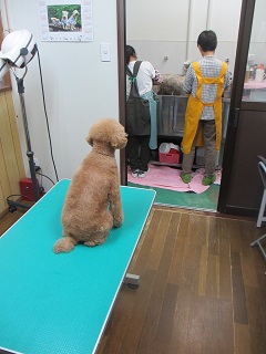 アクアちゃんのお姉ちゃんが、職場体験学習にやってきました～！