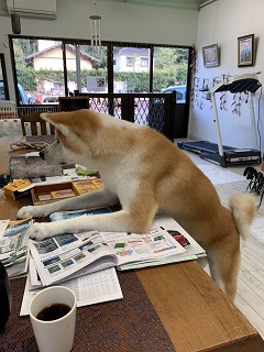 嵐のような午前中から一転、テンちゃんが来る頃には、晴天になる！！