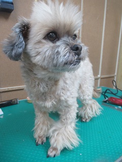 期間限定非常勤看板犬サンチ＆アニーが、常勤看板犬に復活～！！