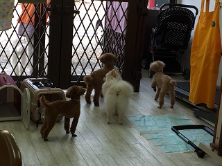 モカ＆ルパンちゃん、義兄弟のお手本を見せる！？