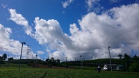 梅雨明けしましたね