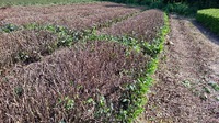来年の一番茶のために(^-^)