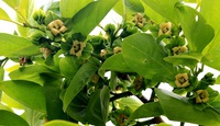 果樹　野菜　多忙に