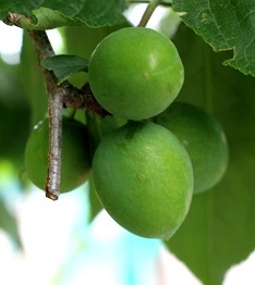 果樹　野菜　多忙に