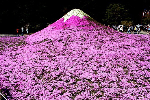 富士芝桜まつり会場レポート2017