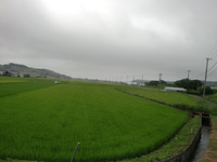 梅雨空に緑色濃く