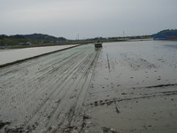 田植スタート