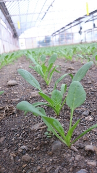 ほうれん草らしく♪