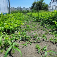 草とり。