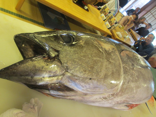 マグロ解体ショー.....リニューアル記念！