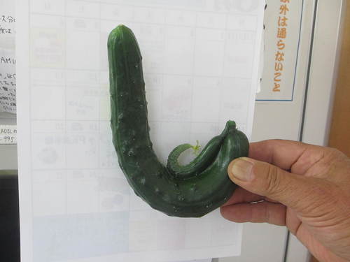 プラムは皮ごと食べましょ～！