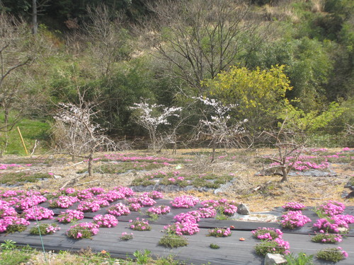 お花見日和で～す。