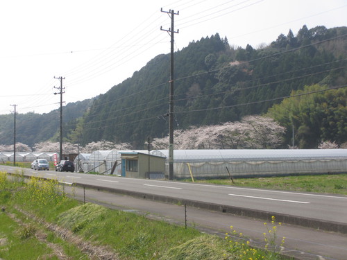 お花見日和で～す。
