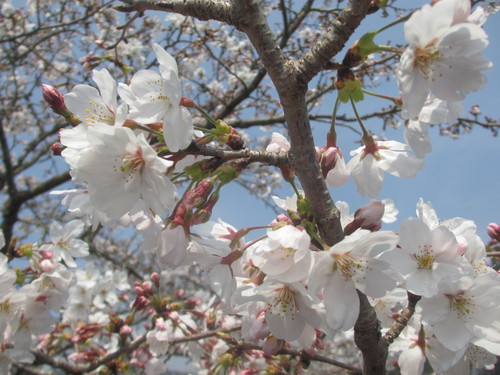 お花見日和で～す。