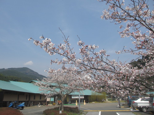 お花見日和で～す。