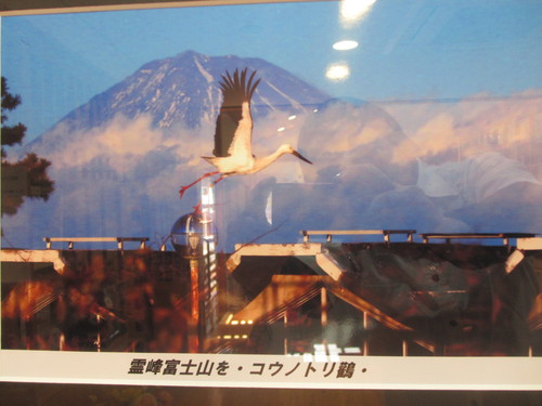 展示ギャラリー.....鳥！