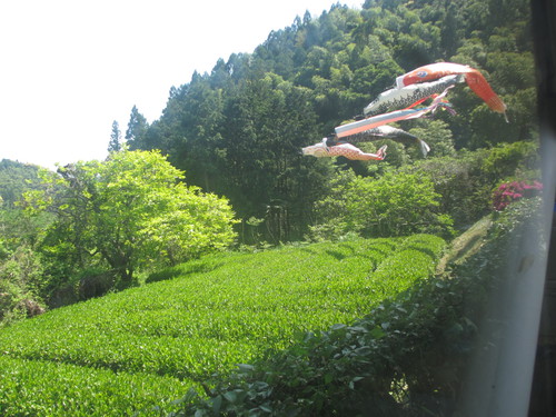 手揉み茶の体験させていただきました。