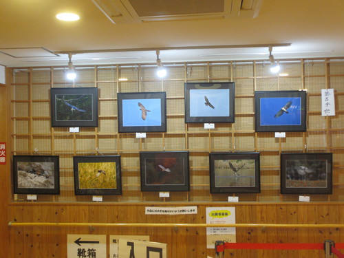 展示ギャラリーカッコイイ鳥達です