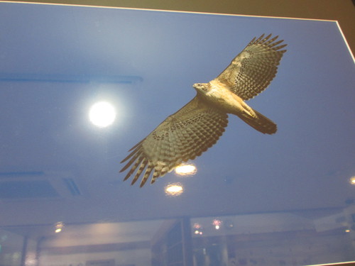 展示ギャラリーカッコイイ鳥達です