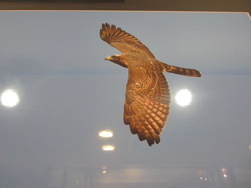 展示ギャラリーカッコイイ鳥達です