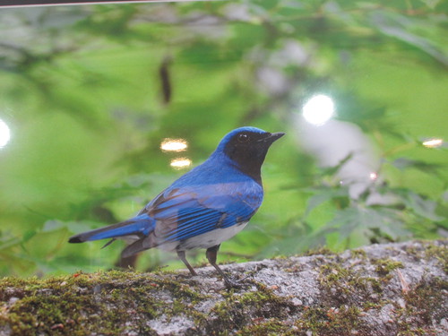 展示ギャラリー写真が交換されました！