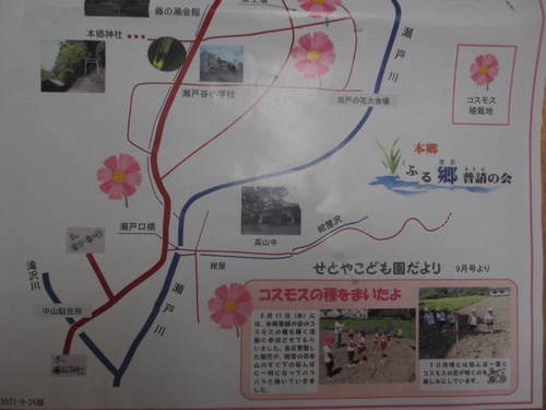 本郷地区はコスモスが見頃で～す！