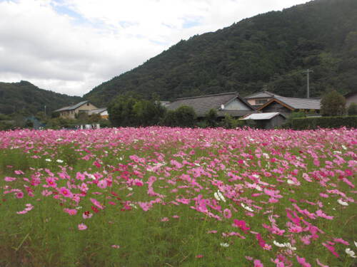 コスモスが綺麗です