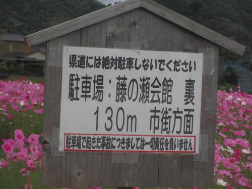 コスモスが綺麗です
