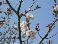 桜の花が咲き始めました