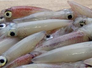 焼津のイカと太刀魚