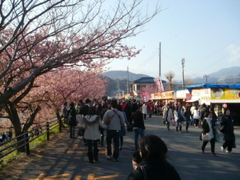 河津桜と金目鯛