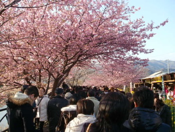 河津桜と金目鯛