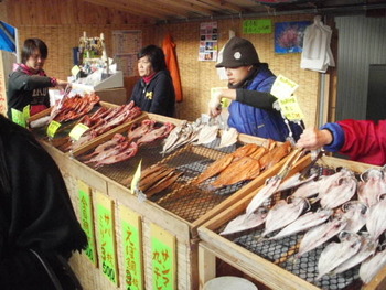 河津桜と金目鯛