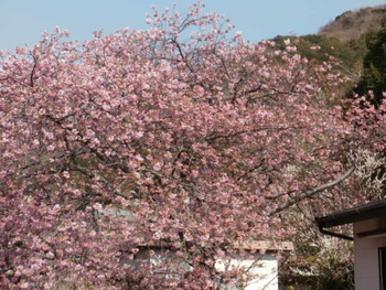 河津桜と金目鯛